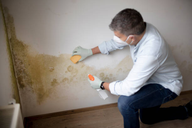 Professional Mold Removal in Ten Mile Run, NJ